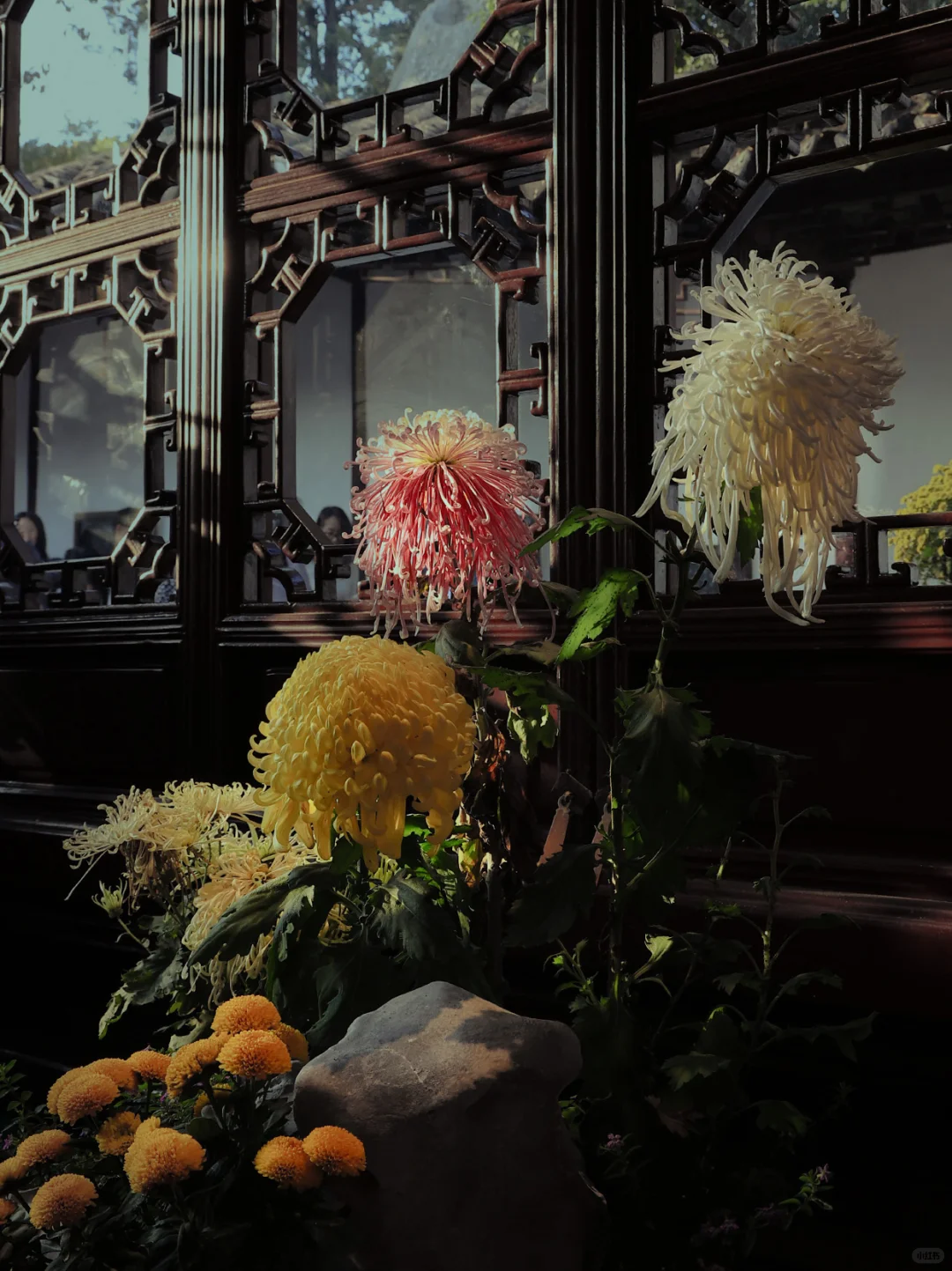 狮子林|菊花展