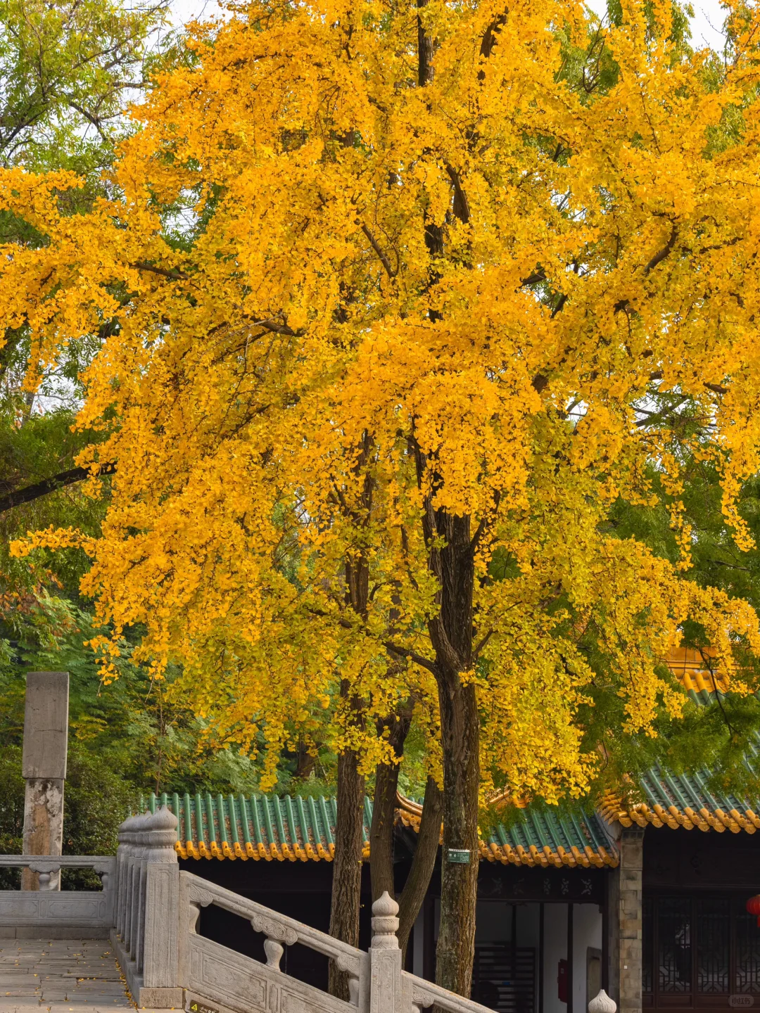 爱回收｜现在来南京赏秋🍁就去这9个地方