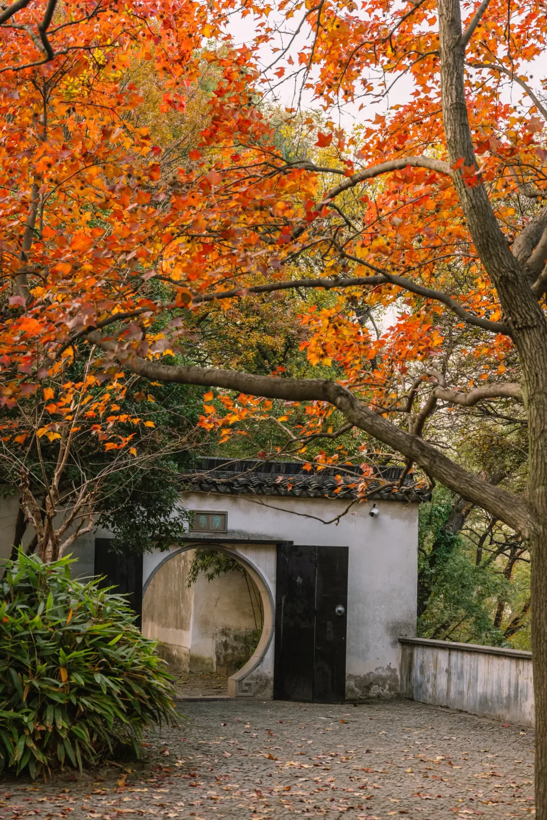 接下来的苏州，堪称秋日旅行天花板🍁