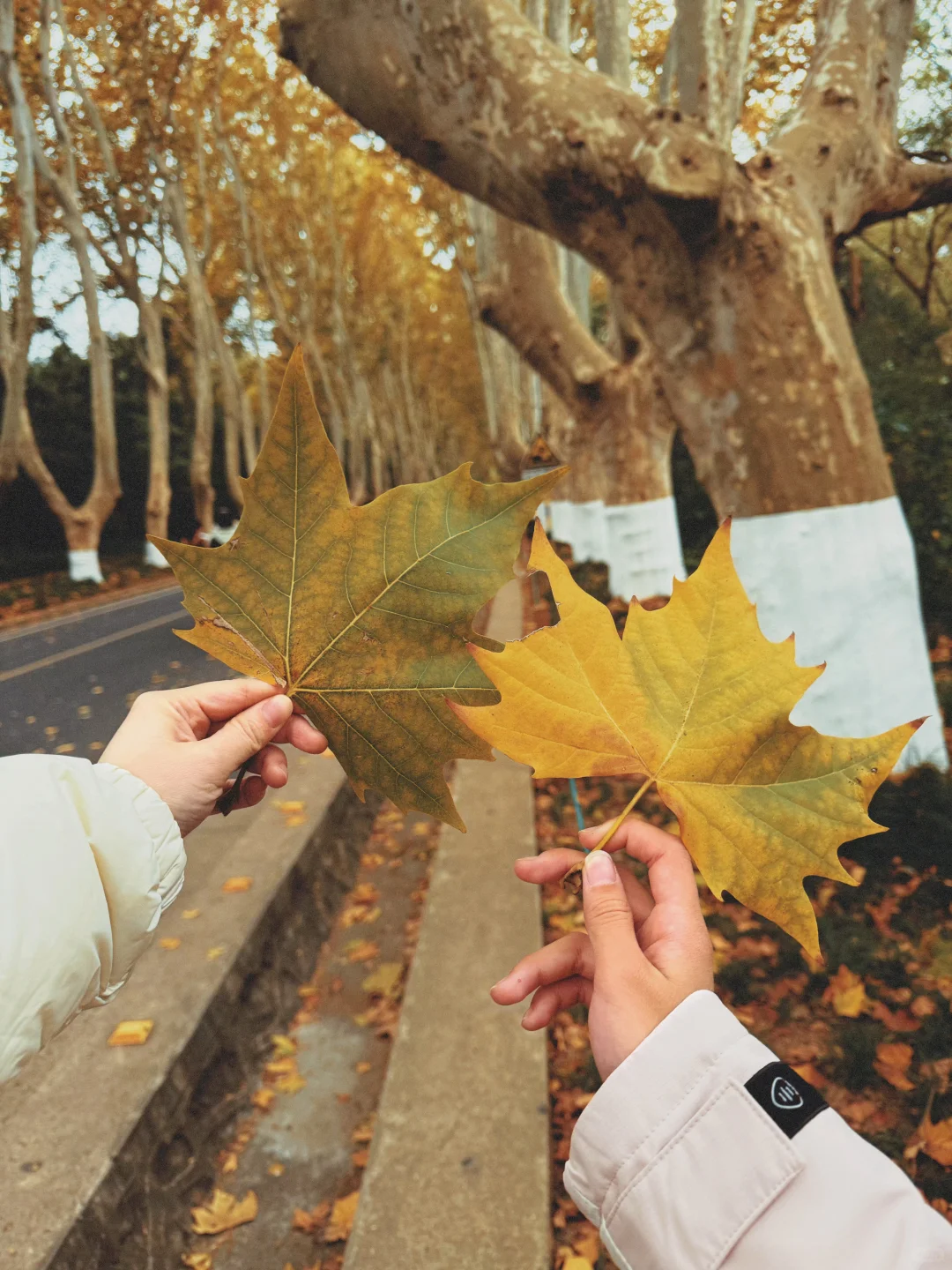 梧桐大道的落叶🍂今天的南京好冷