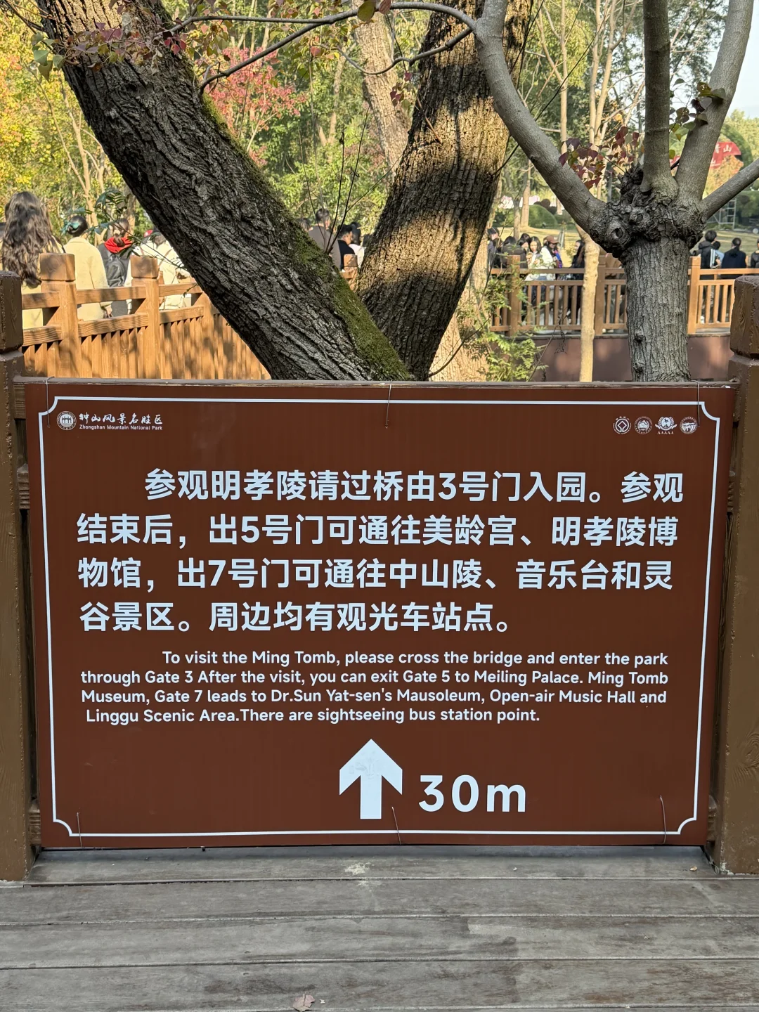 现在的梧桐大道