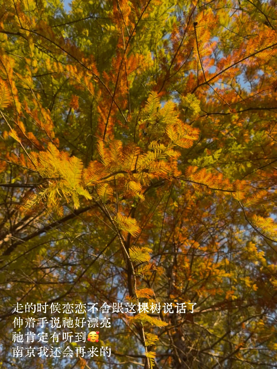南京梧桐大道给我送热水的帅哥