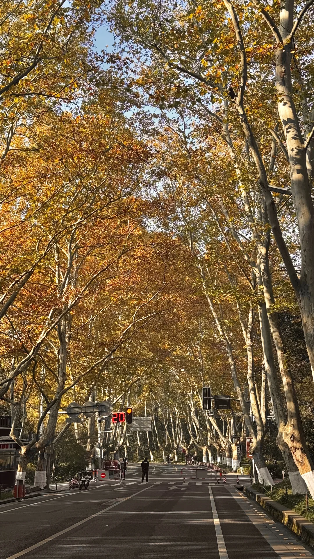 11.21梧桐大道实况🍂梧桐枝桠疯长