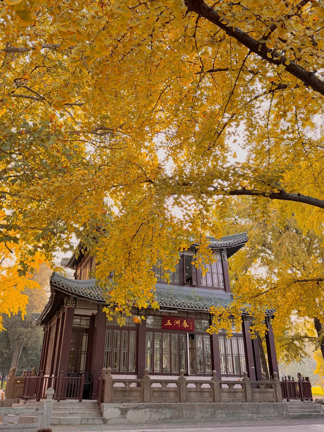 为了1️⃣5️⃣个机位，我特地在秋天去了趟南京