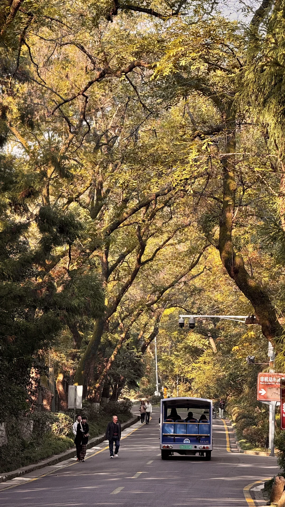 11.21梧桐大道实况🍂梧桐枝桠疯长
