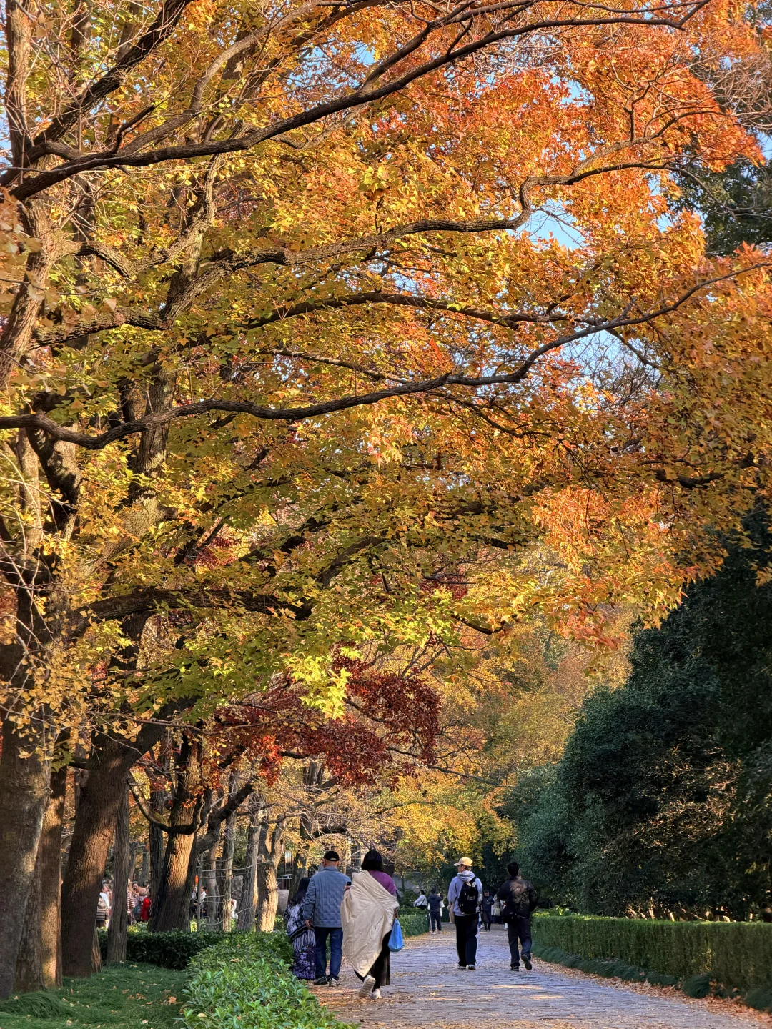 南京｜明孝陵 11.20实况
