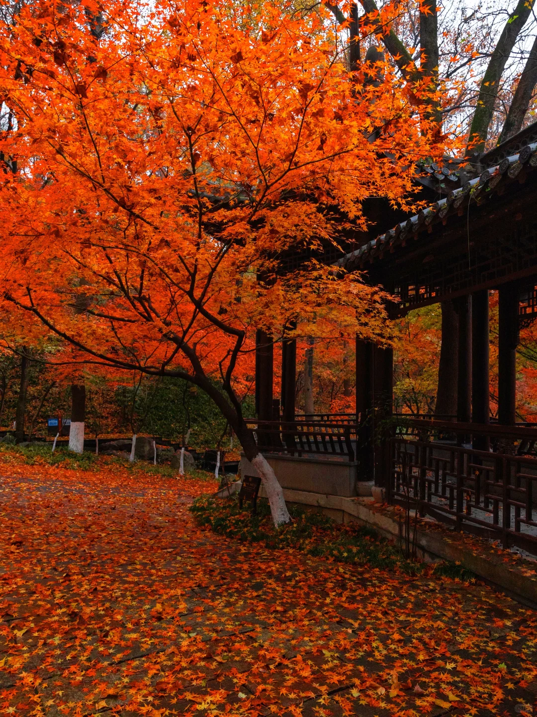 爱回收｜现在来南京赏秋🍁就去这9个地方