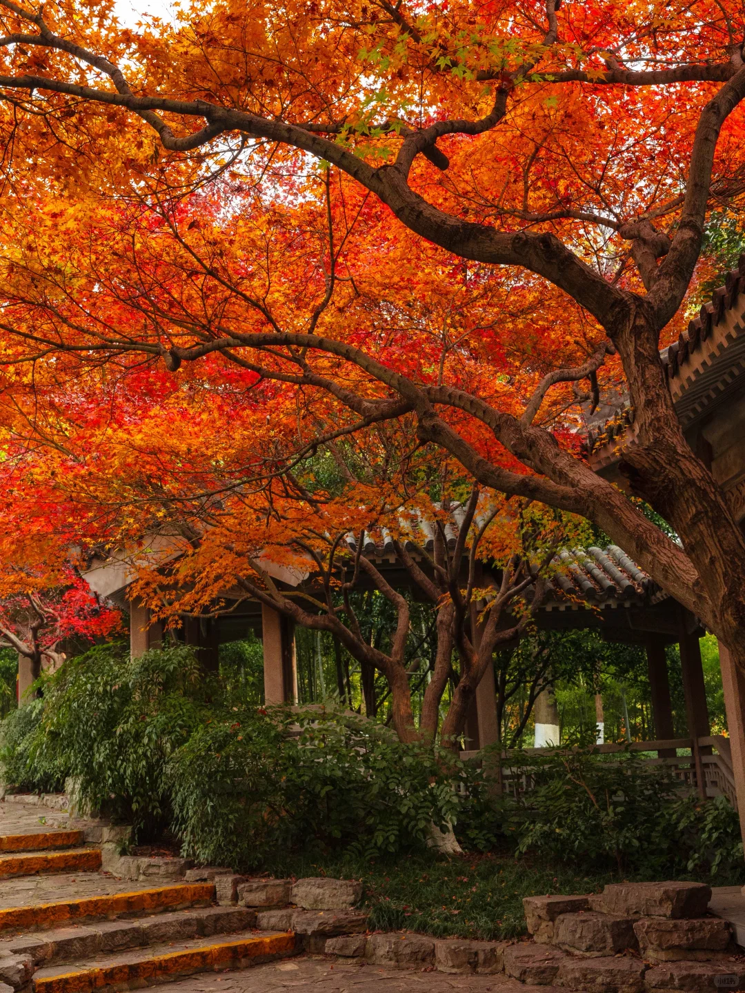 爱回收｜现在来南京赏秋🍁就去这9个地方