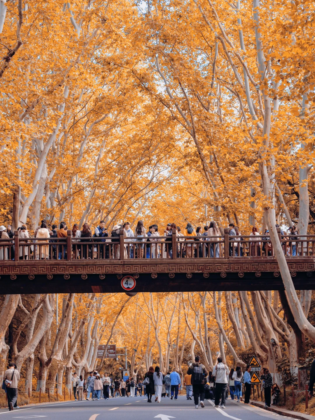 秋天来南京，一定要走的赏秋路线🍂