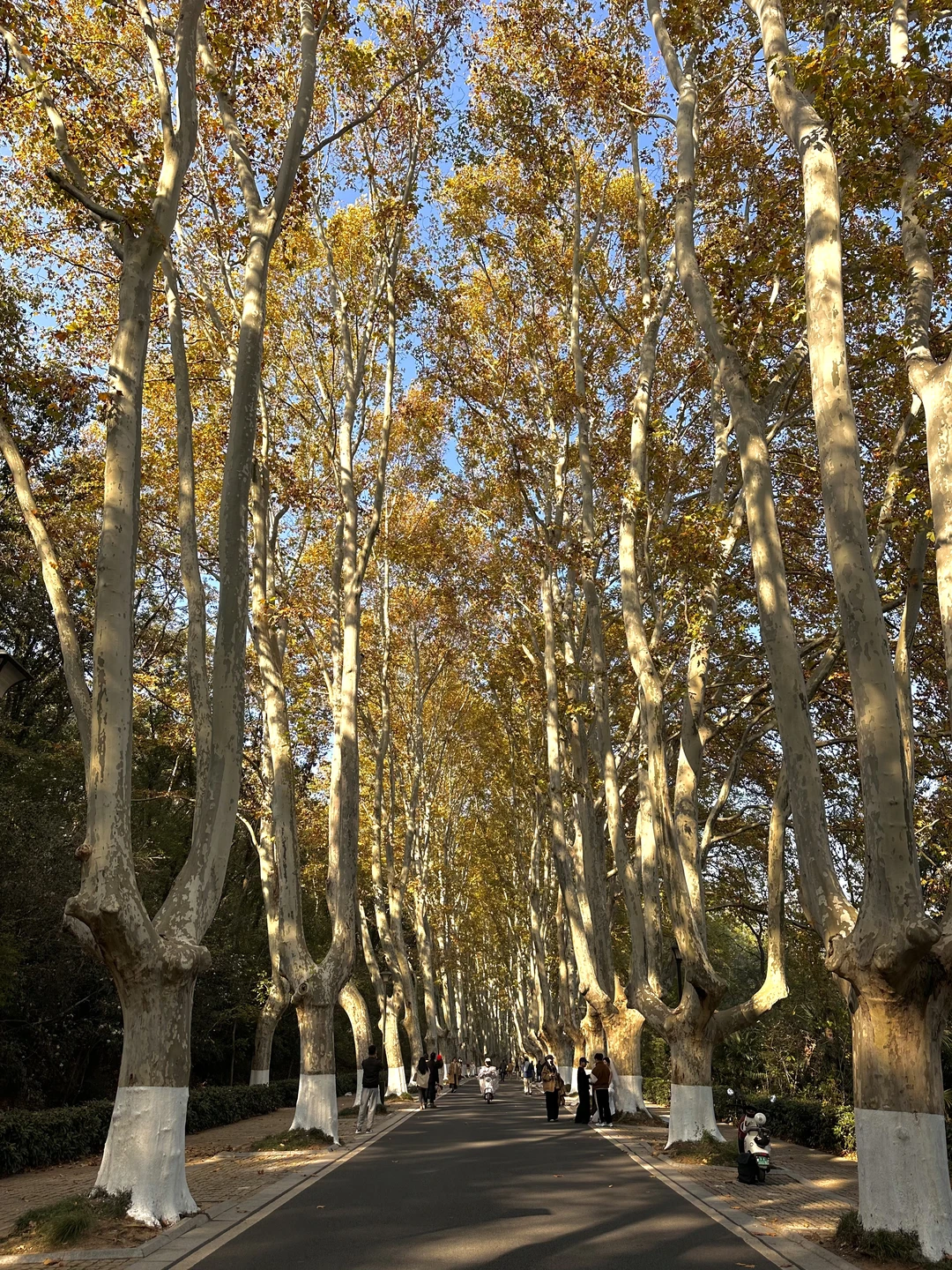 南京📍这条梧桐大道没人‼️