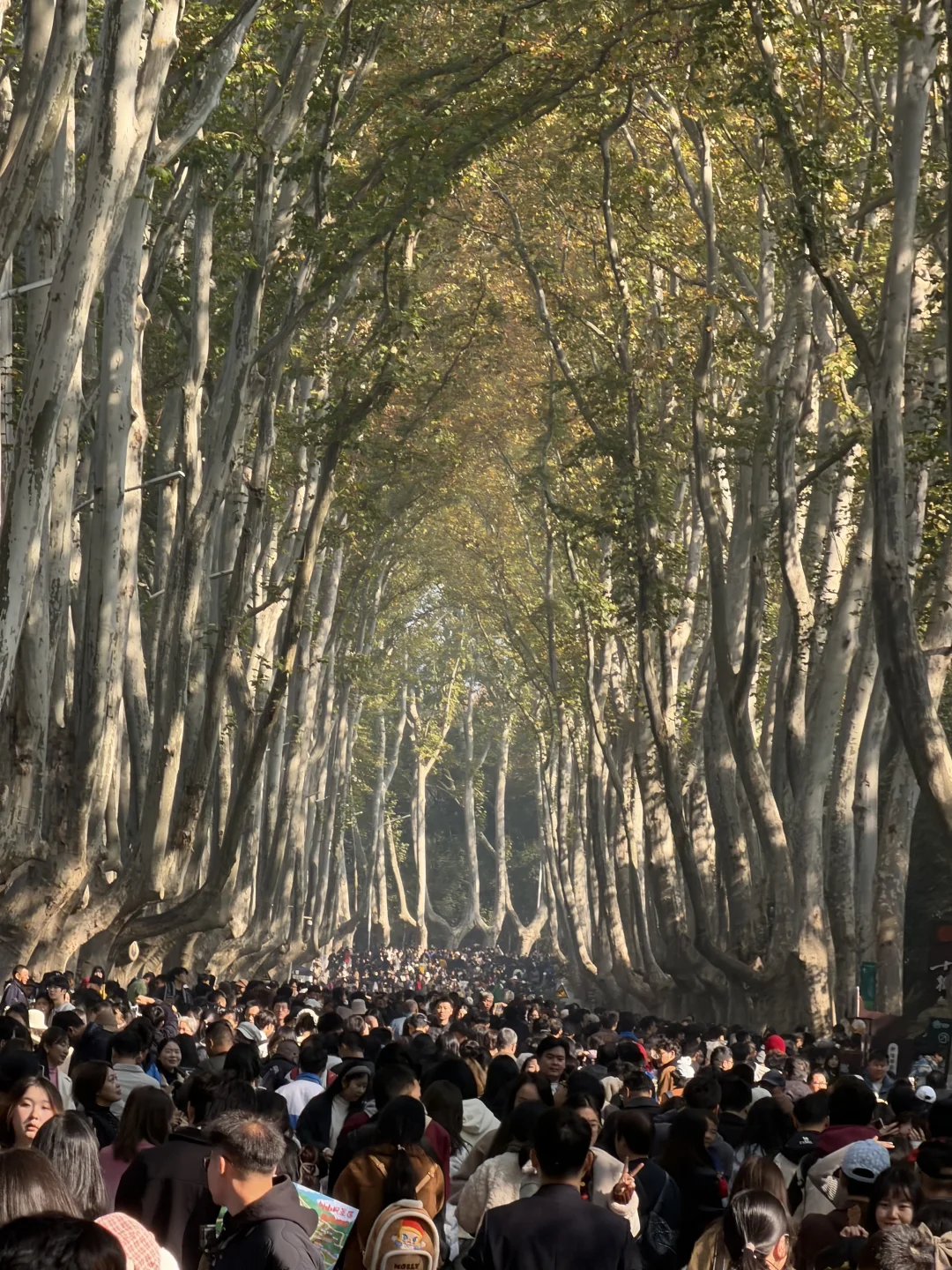 现在的梧桐大道