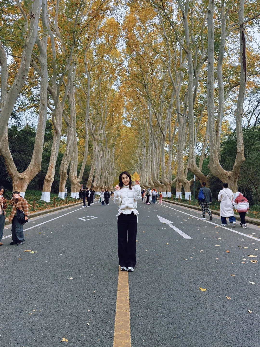 梧桐大道的落叶🍂今天的南京好冷