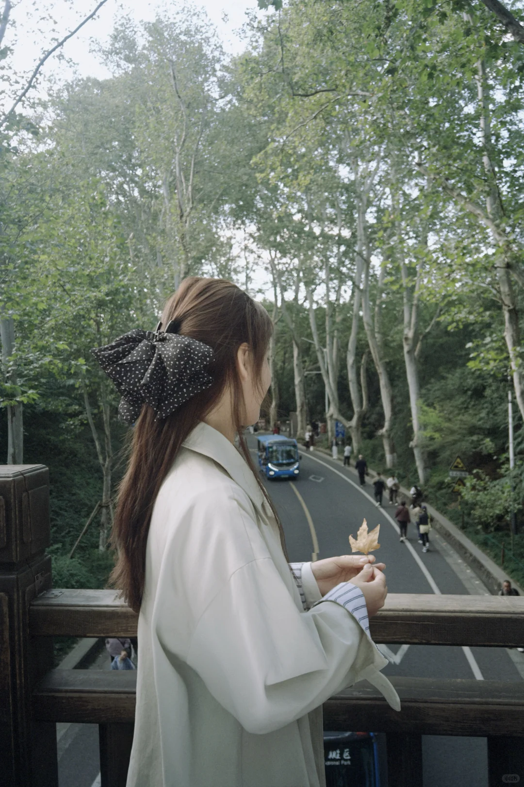 ：秋天的梧桐大道🍁