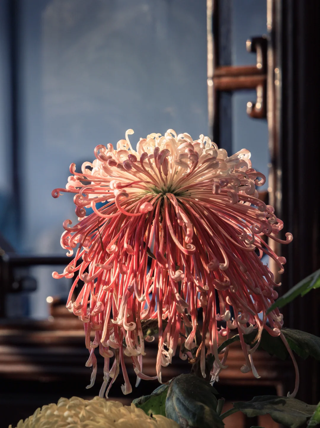 狮子林|菊花展