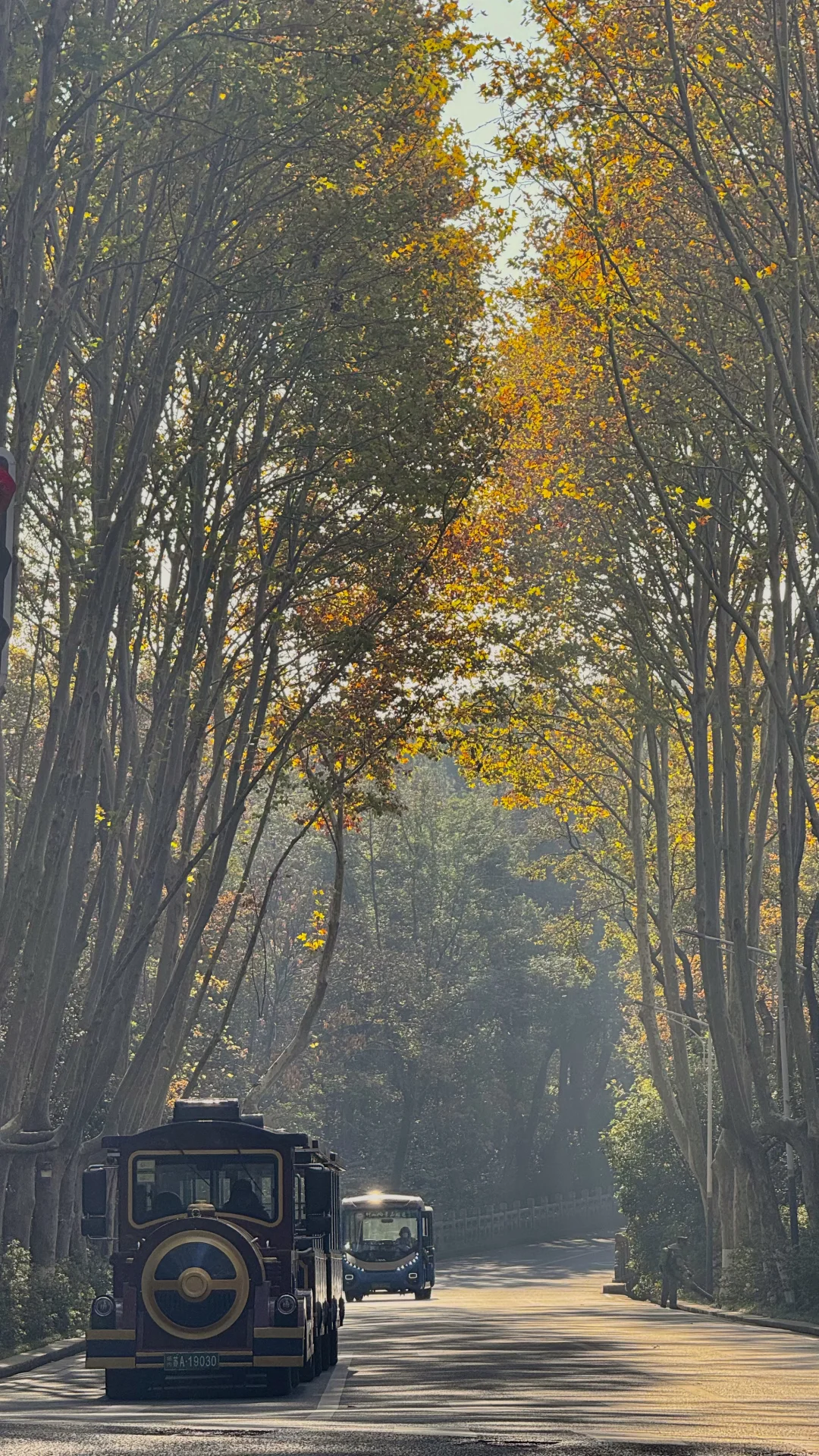 11.21梧桐大道实况🍂梧桐枝桠疯长