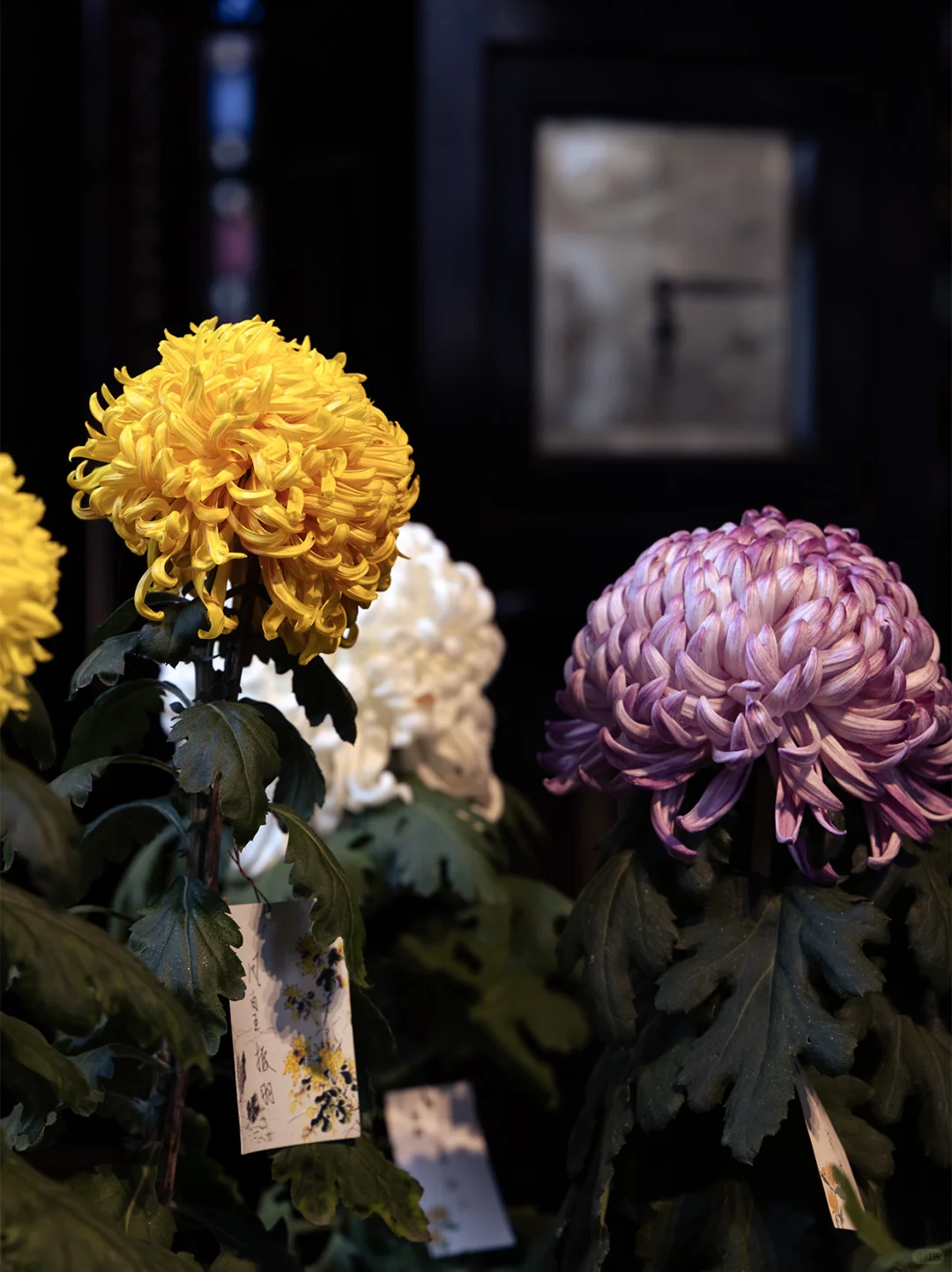 狮子林|菊花展