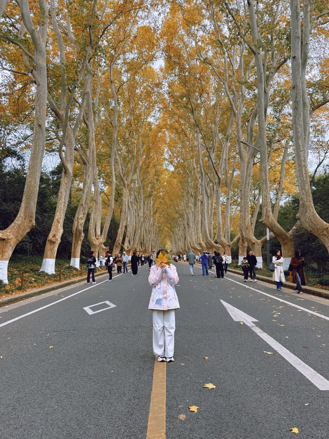 梧桐大道的落叶🍂今天的南京好冷