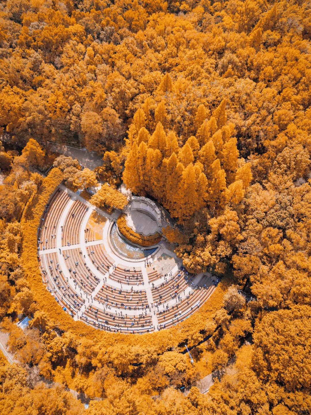 秋天来南京，一定要走的赏秋路线🍂
