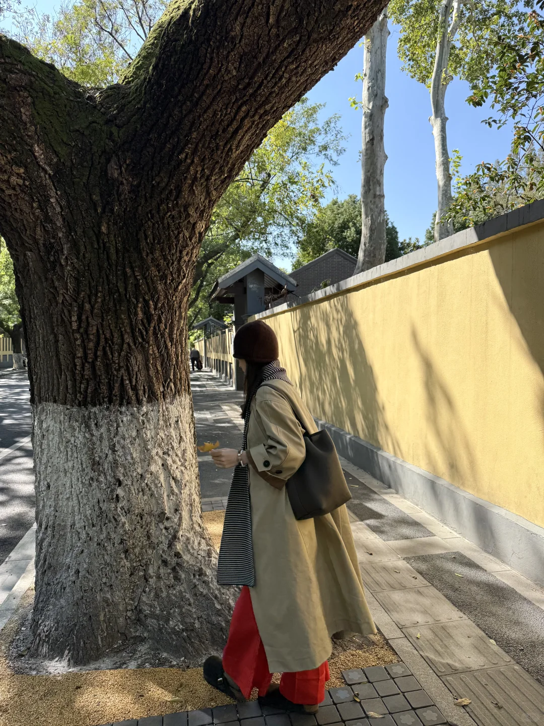 南京的秋🍂