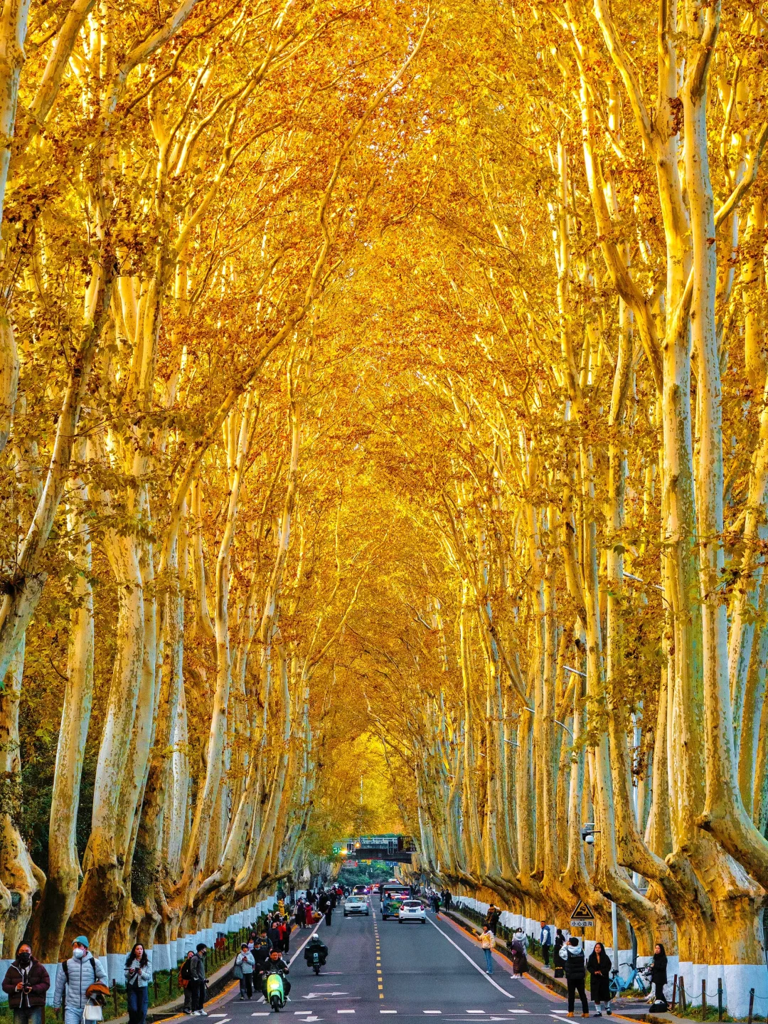 我夸南京秋天一万遍🍂抵不上你亲眼来看一遍