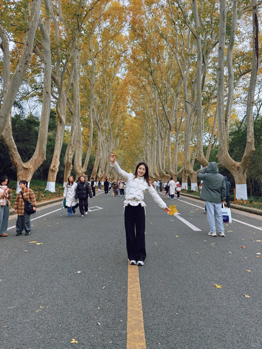 梧桐大道的落叶🍂今天的南京好冷