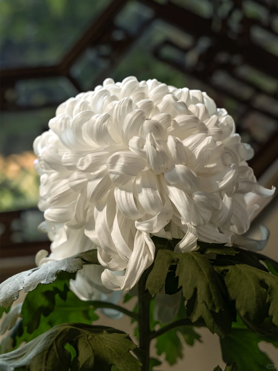 狮子林|菊花展