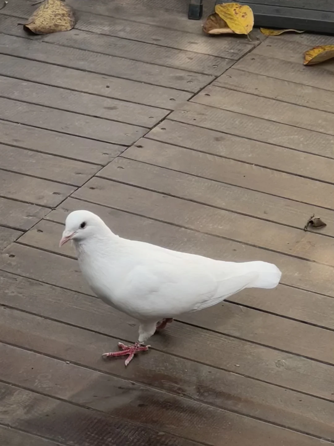 📍南京音乐台，来看看🕊️鸽子