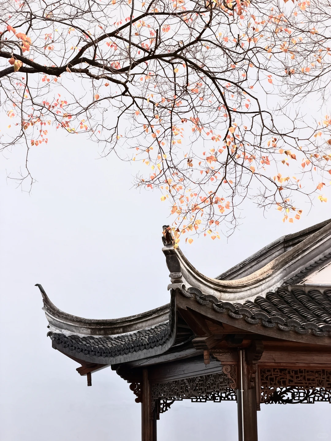 为了1️⃣5️⃣个机位，我特地在秋天去了趟南京