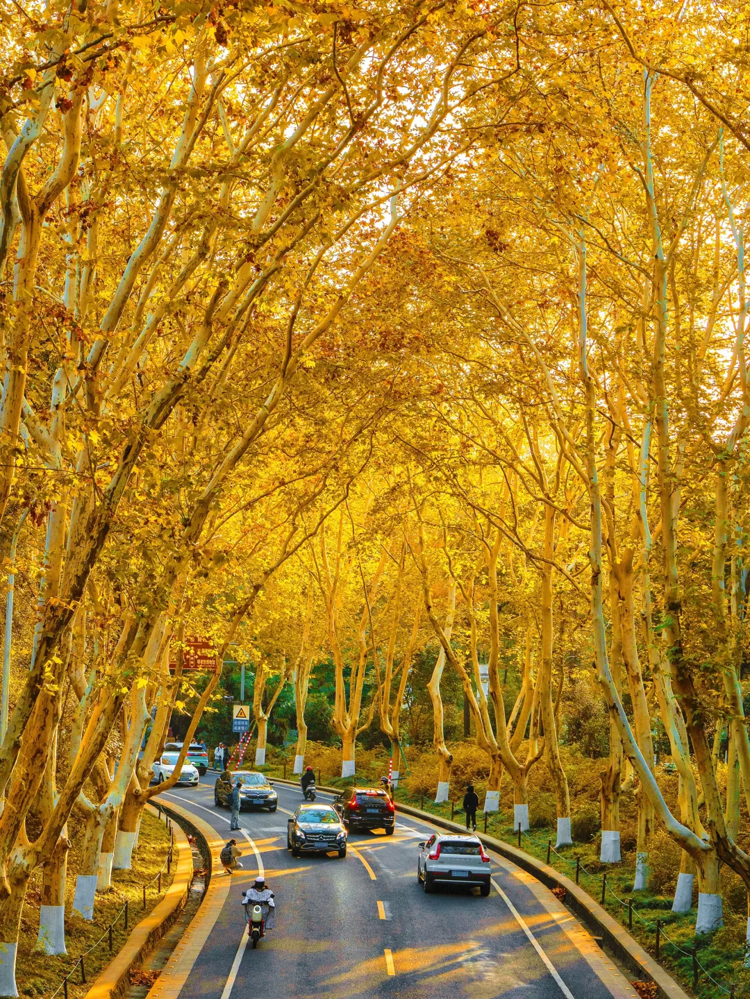 我夸南京秋天一万遍🍂抵不上你亲眼来看一遍