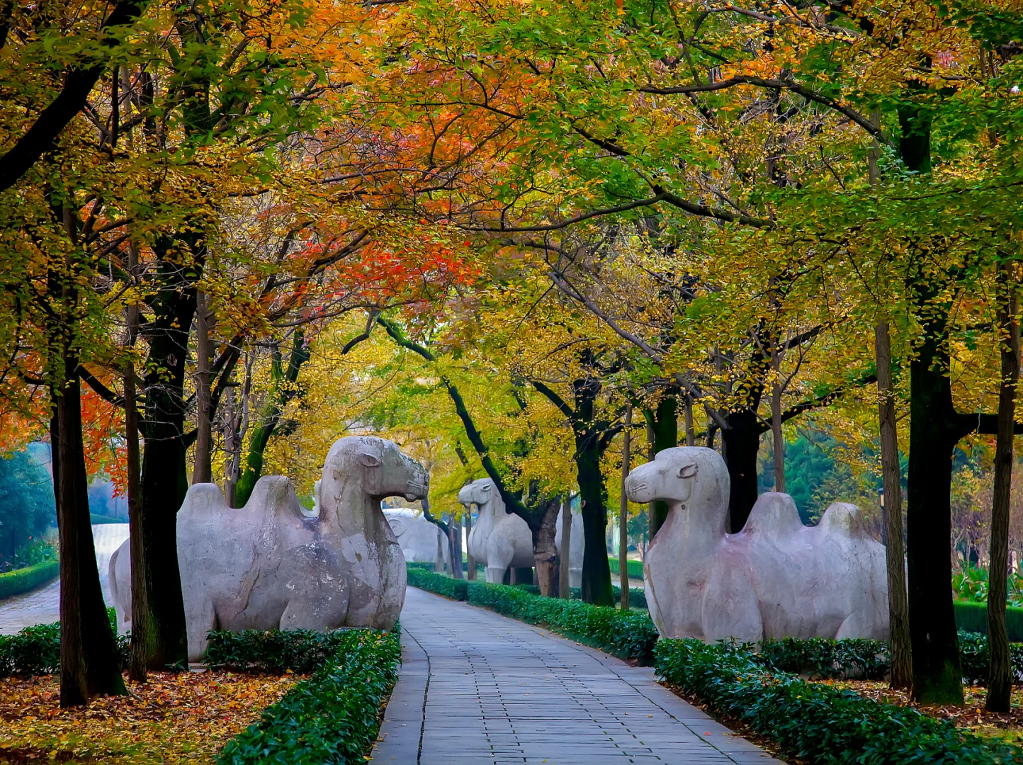 🍂南京三日游｜解锁金陵城的秋日浪漫🍂