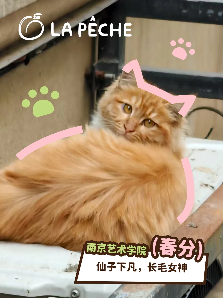 猫猫照片！可以兑换真实猫粮了！