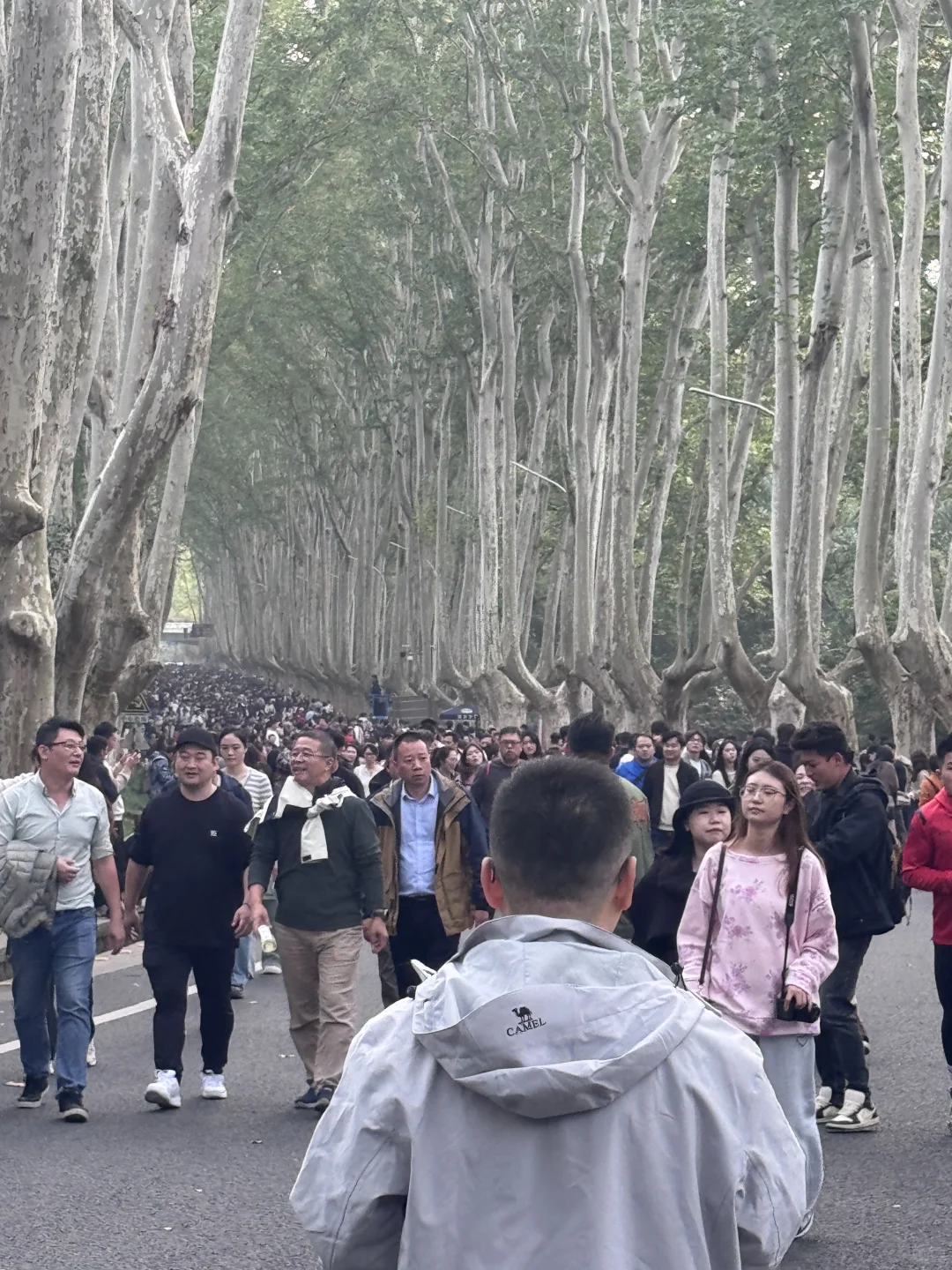 南京梧桐大道 人真美