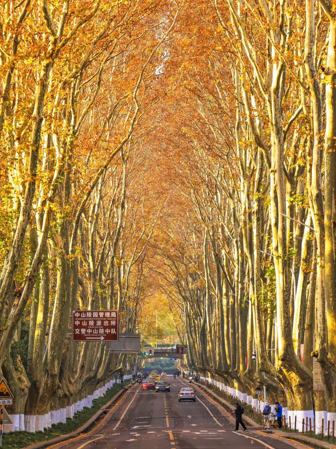 🍂南京三日游｜解锁金陵城的秋日浪漫🍂