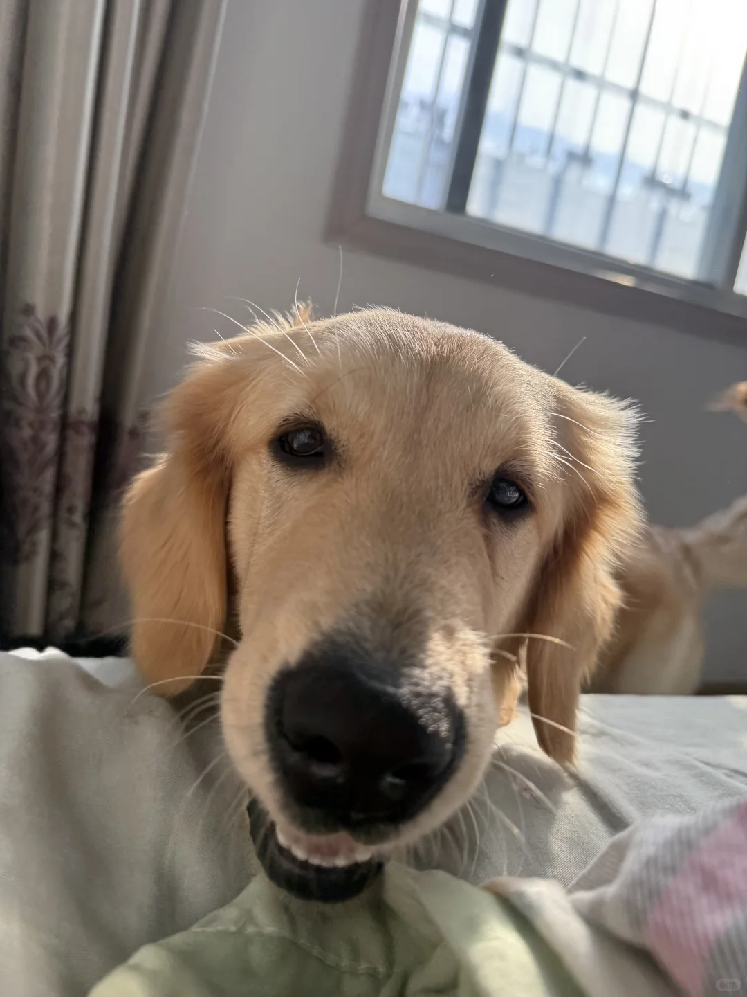 徐州领养狗狗
