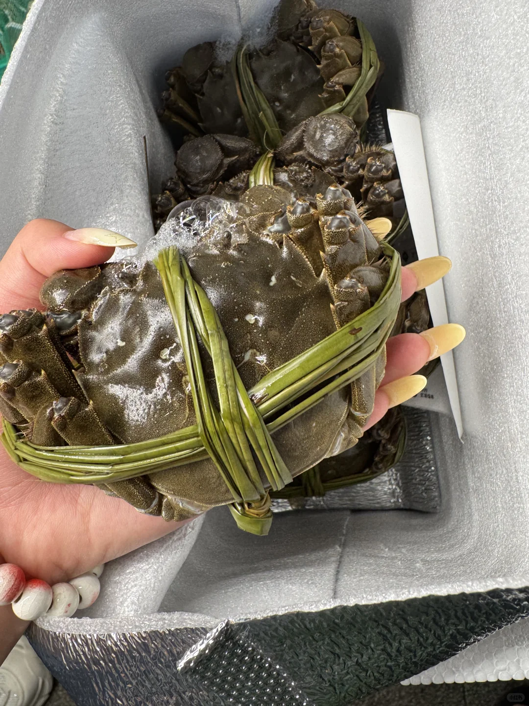 南京固城湖的大闸蟹才是秋天的顶流！🦀