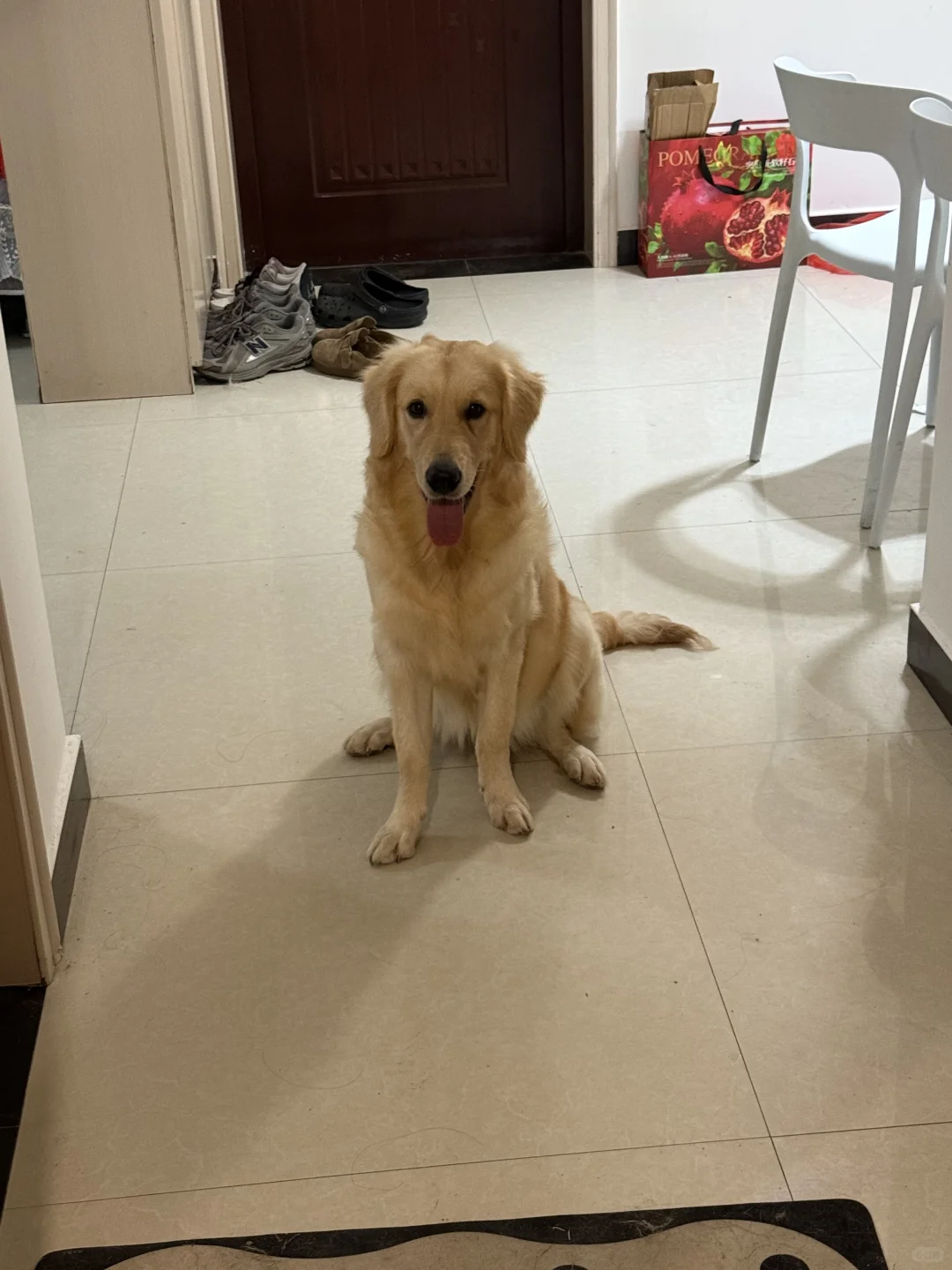 徐州领养狗狗