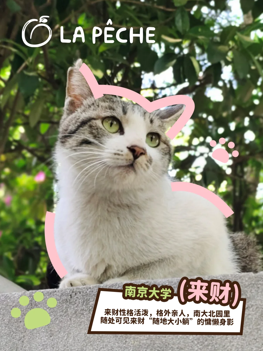 猫猫照片！可以兑换真实猫粮了！