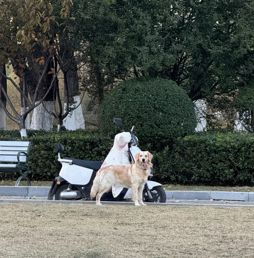徐州领养狗狗