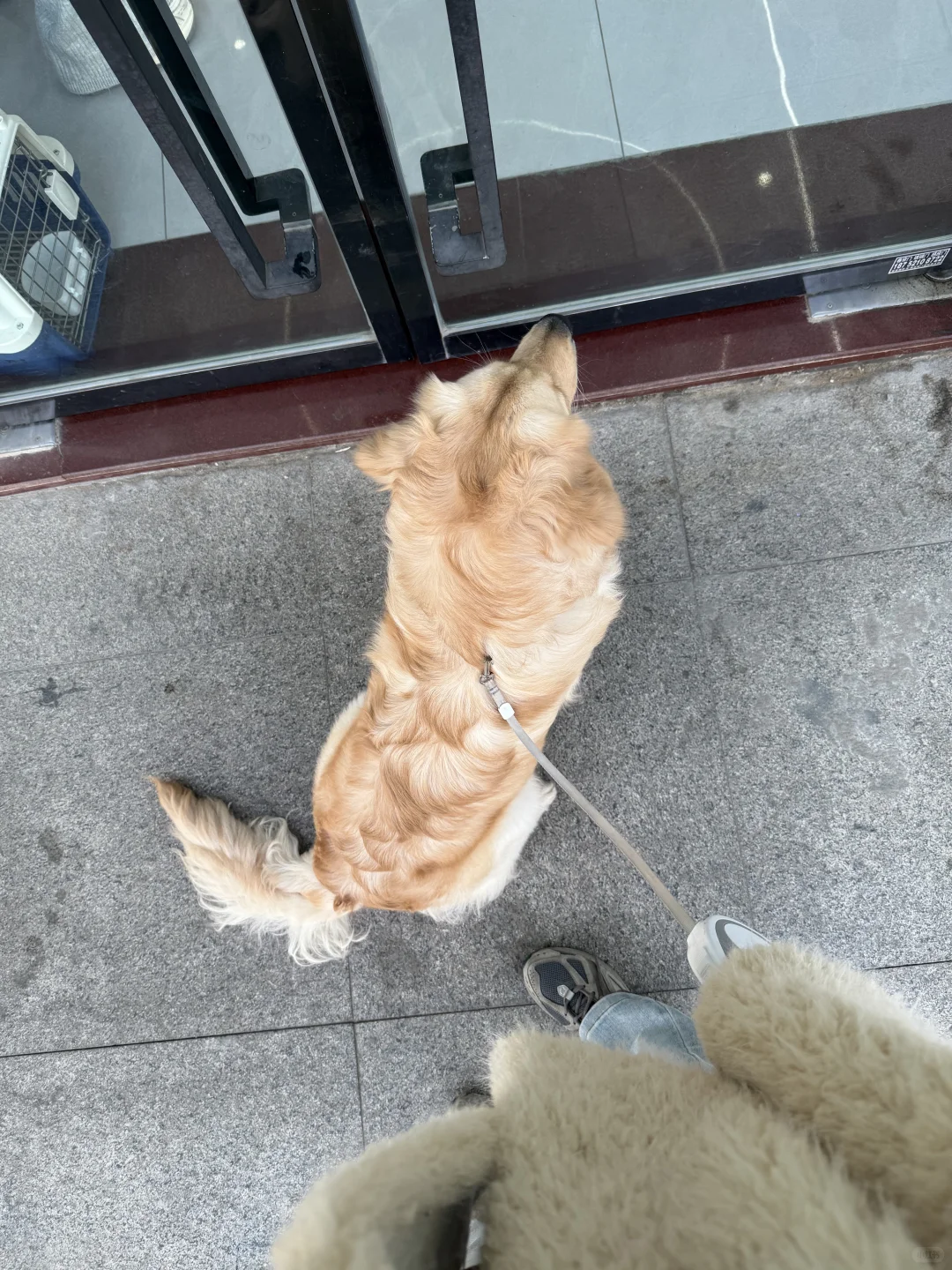 徐州领养狗狗