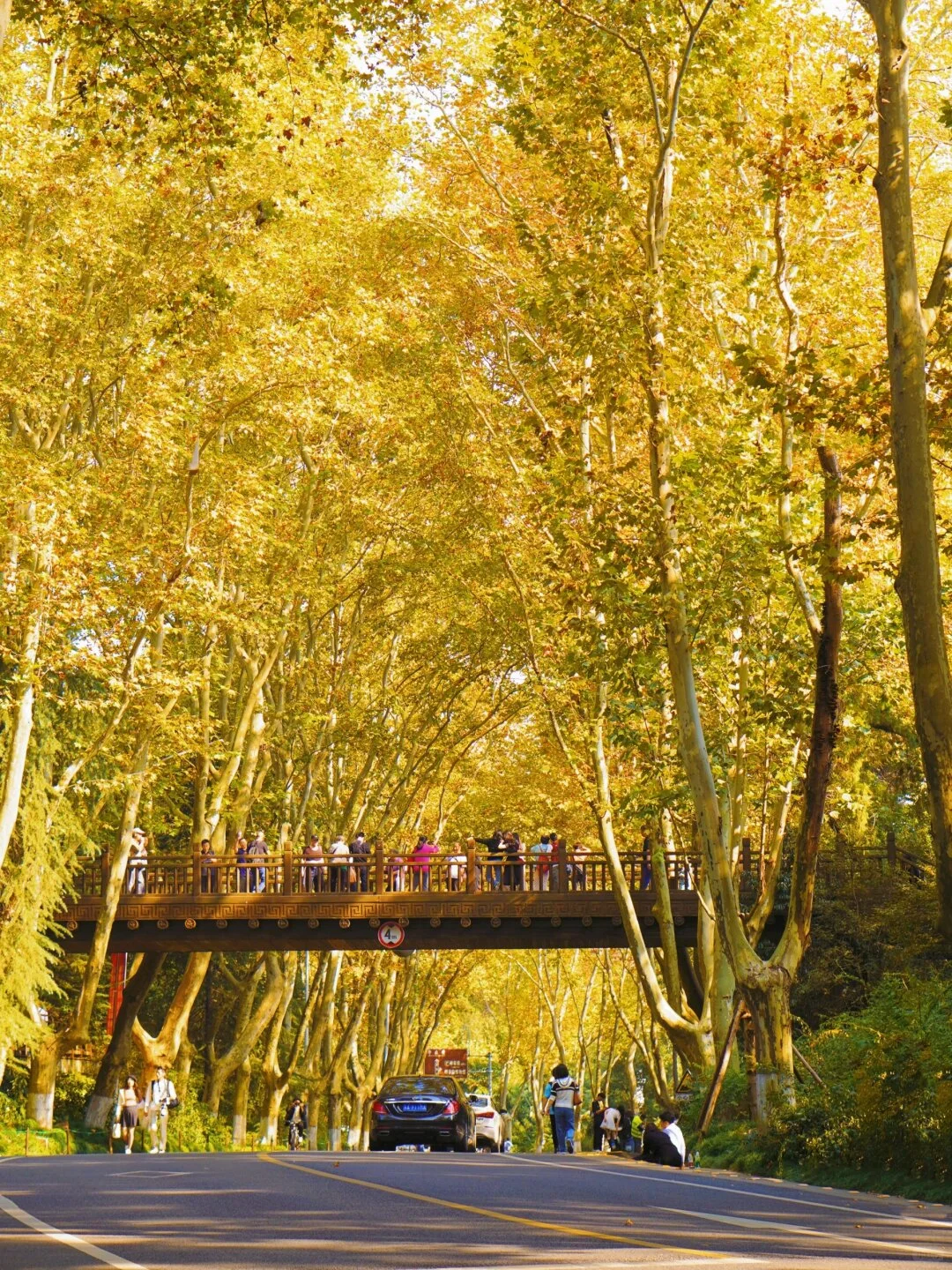🍂南京三日游｜解锁金陵城的秋日浪漫🍂