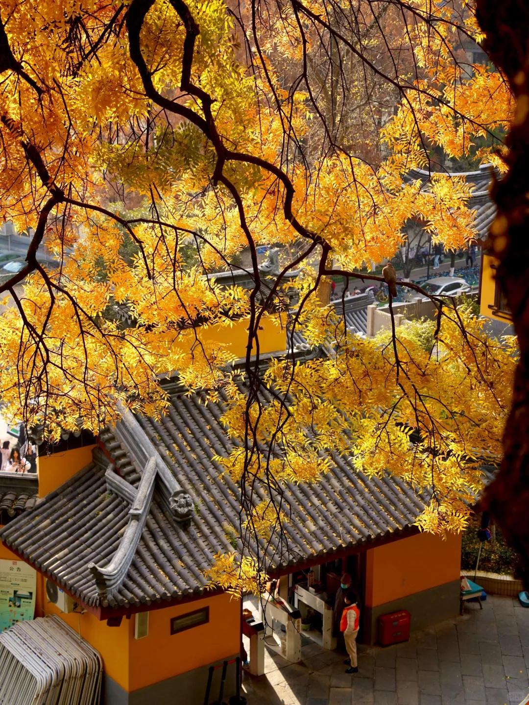 🍂南京三日游｜解锁金陵城的秋日浪漫🍂
