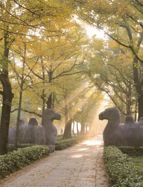 🍂南京三日游｜解锁金陵城的秋日浪漫🍂