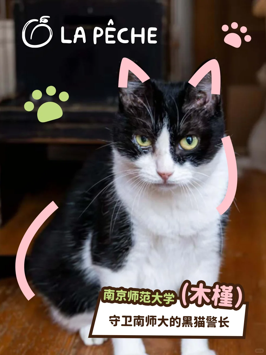 猫猫照片！可以兑换真实猫粮了！
