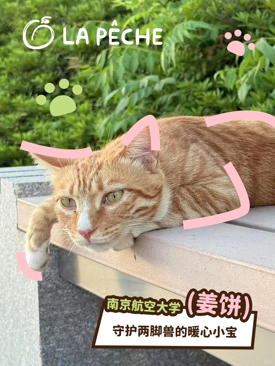 猫猫照片！可以兑换真实猫粮了！