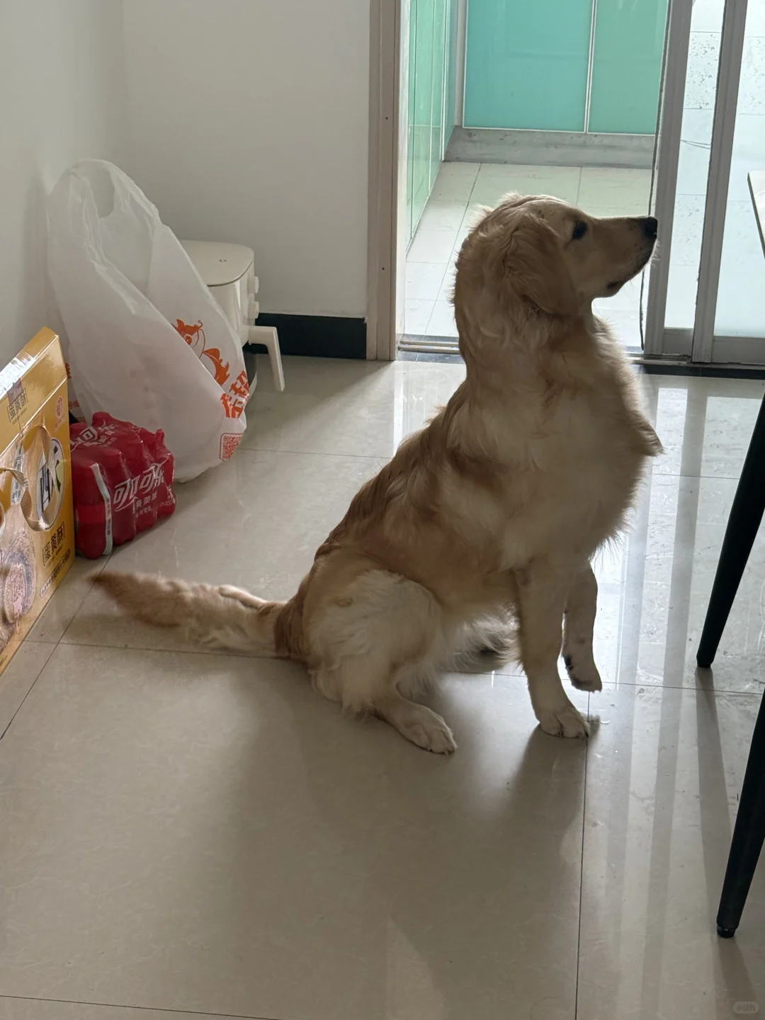 徐州领养狗狗
