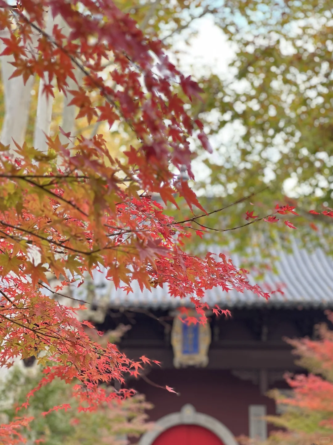 2025.11.23|栖霞山红枫现状🍁含游玩攻略!