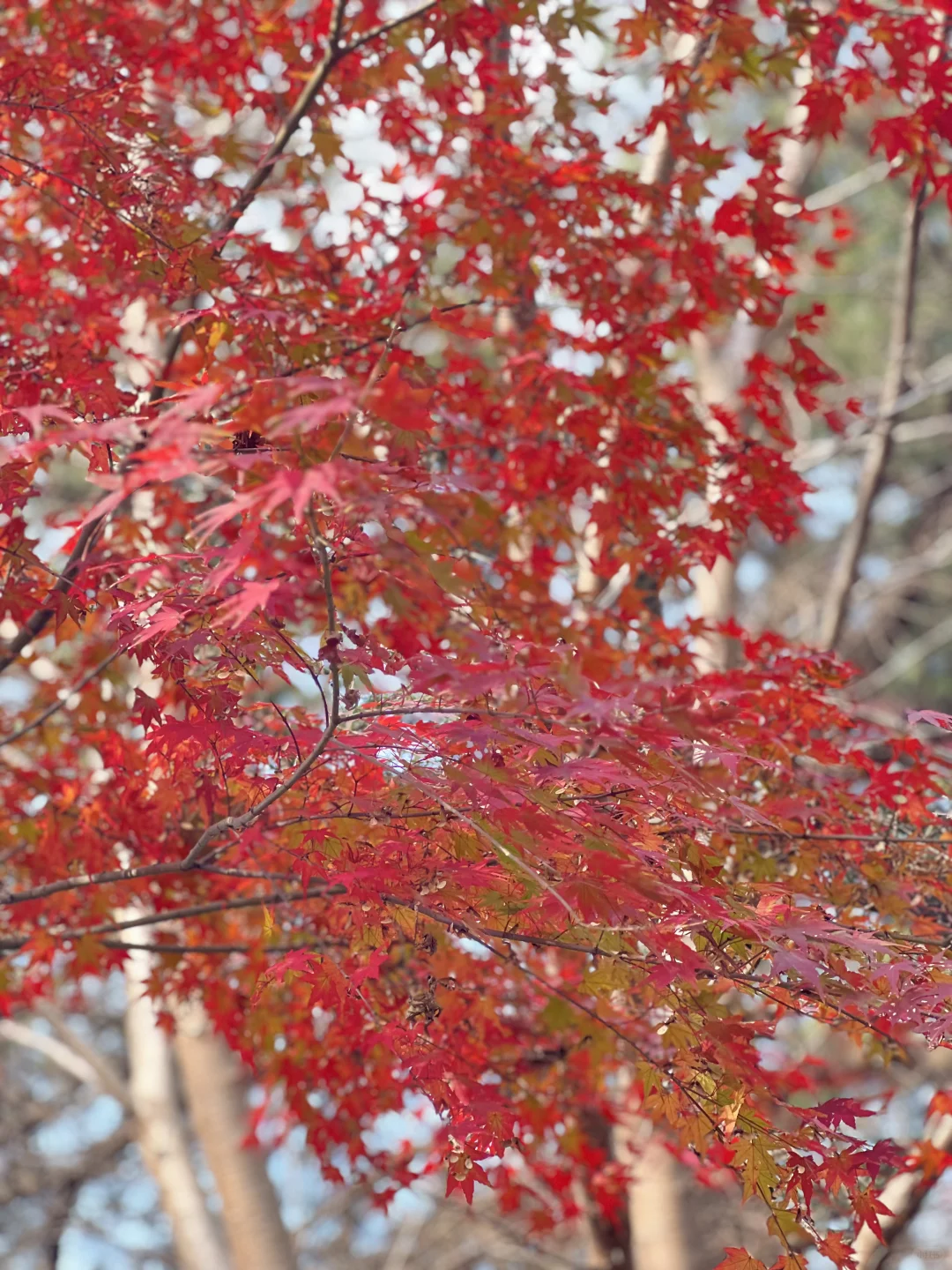 2025.11.23|栖霞山红枫现状🍁含游玩攻略!