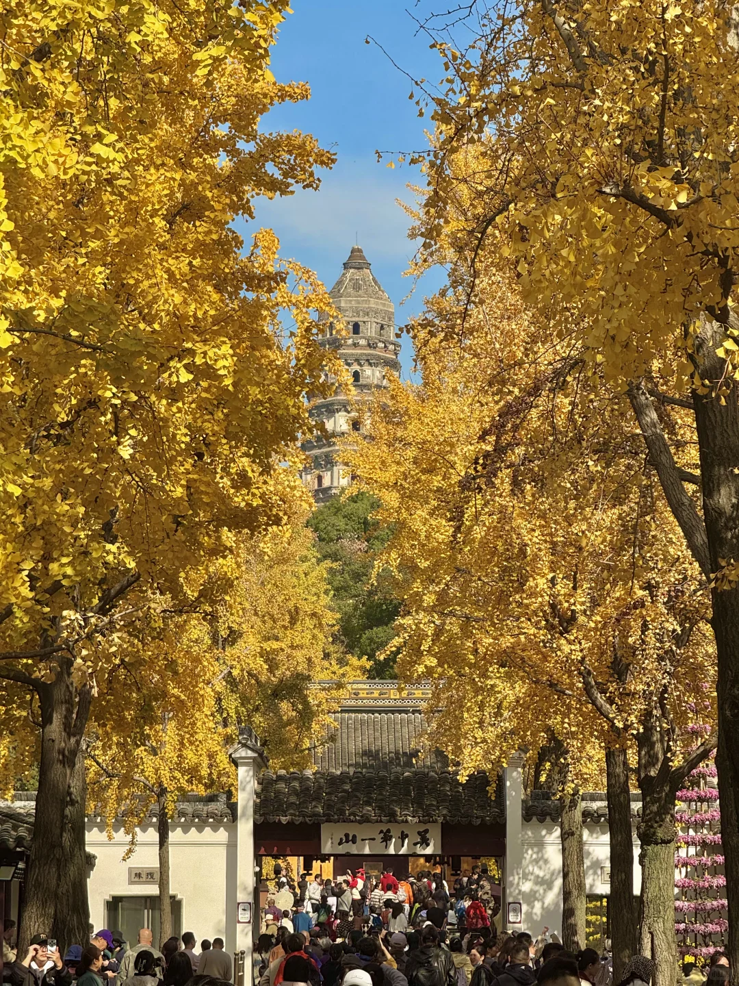 11.30实况｜虎丘秋景已经封神！！！！！🍁🍂