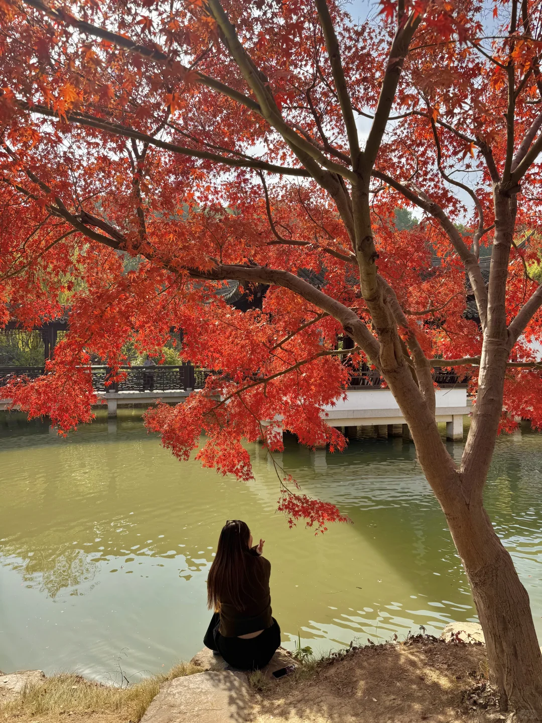 11.30实况｜虎丘秋景已经封神！！！！！🍁🍂