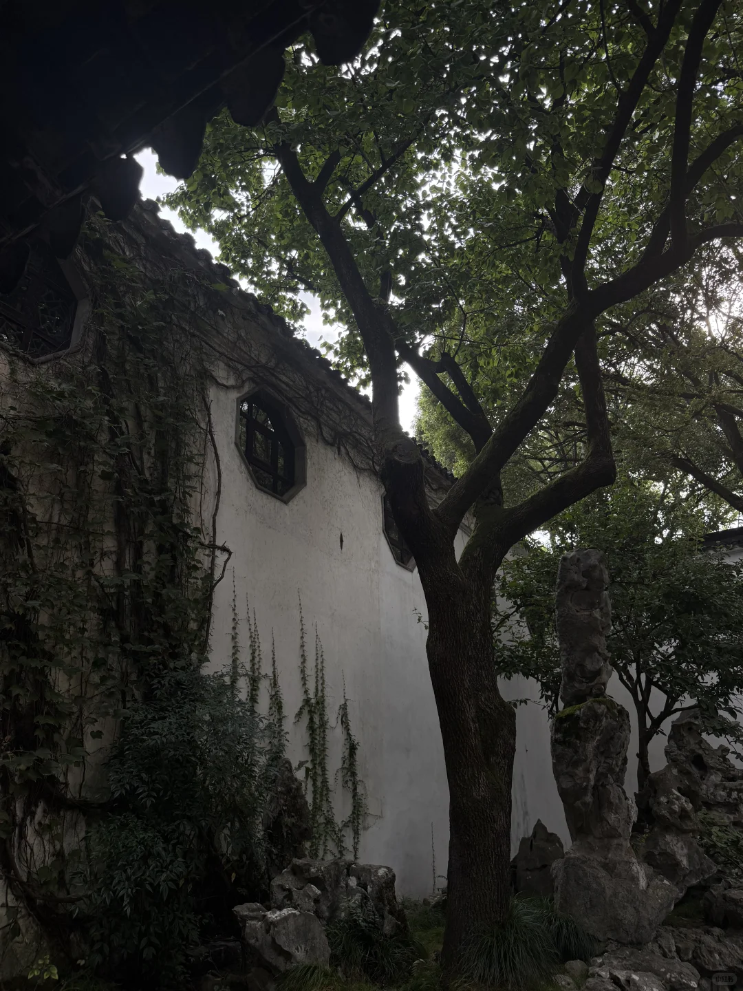 蘇
